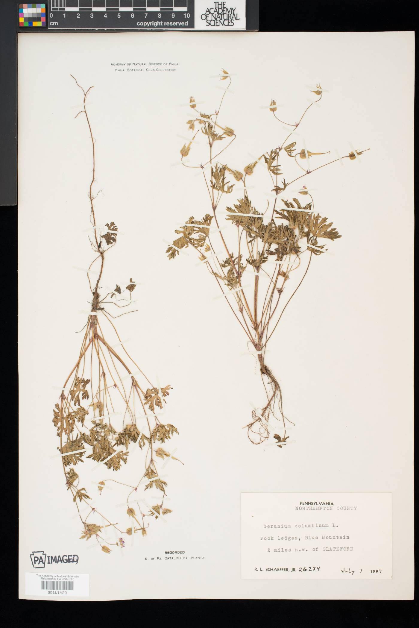 Geranium columbinum image