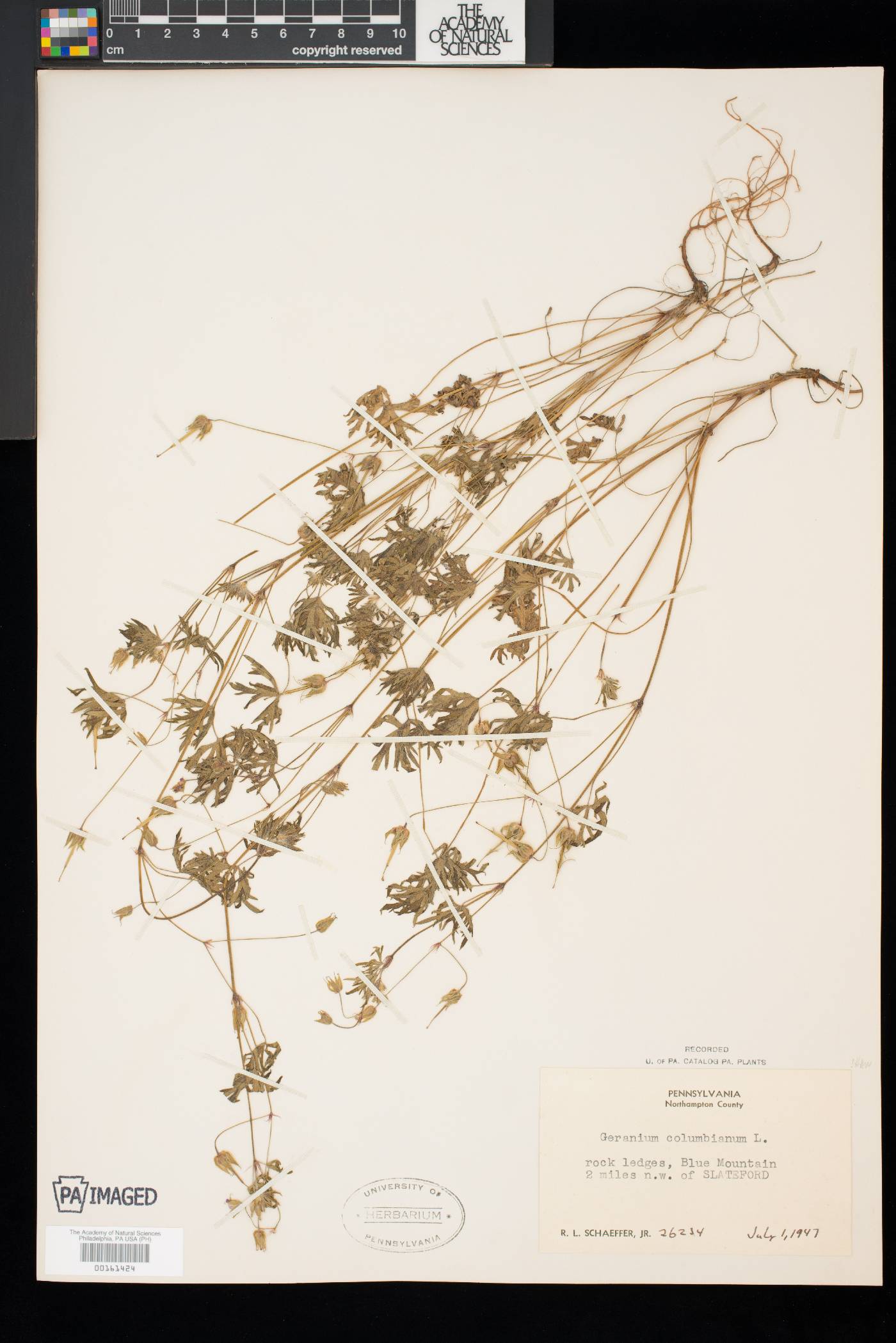 Geranium columbinum image