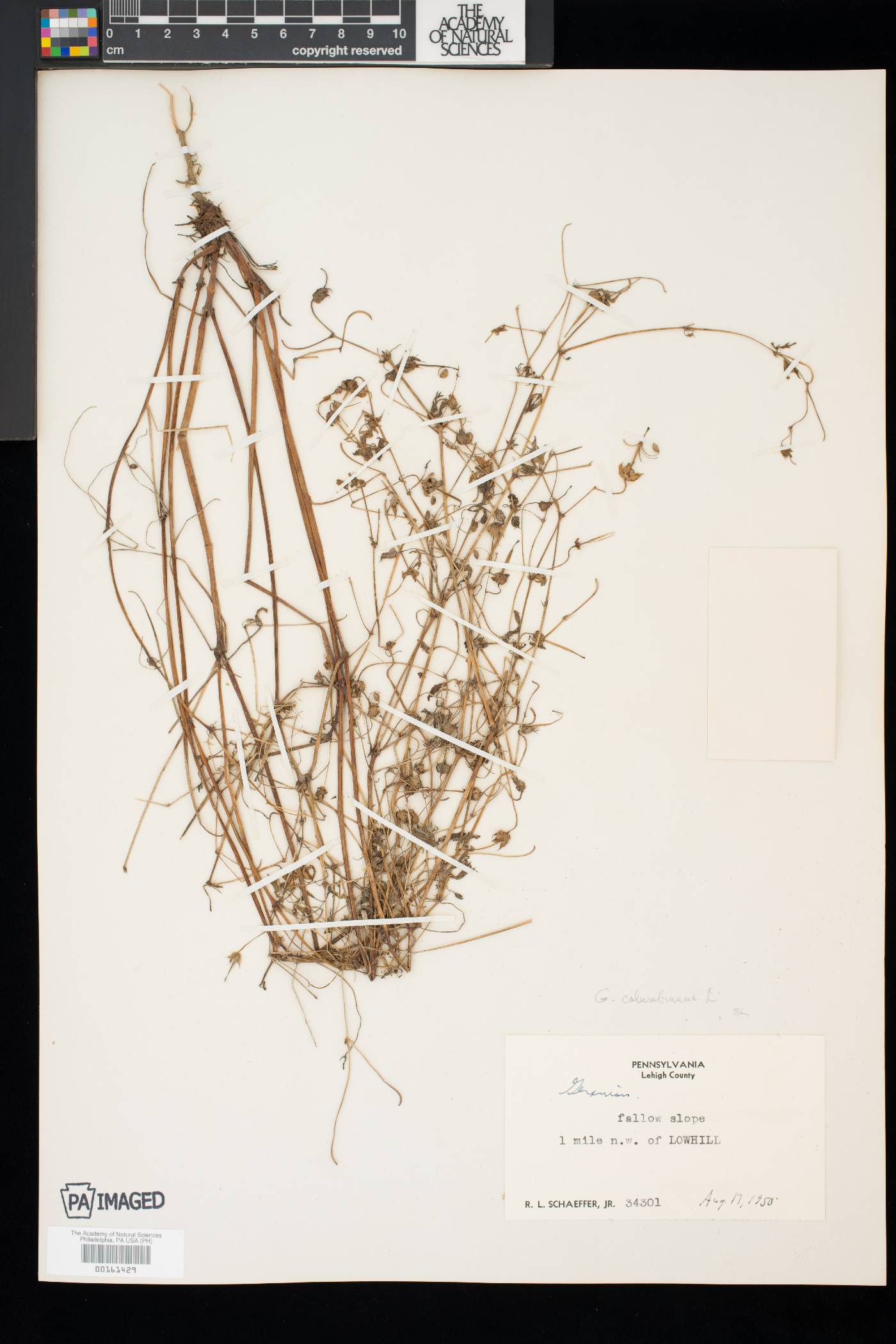 Geranium columbinum image