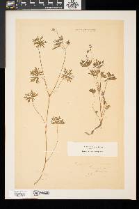 Geranium columbinum image