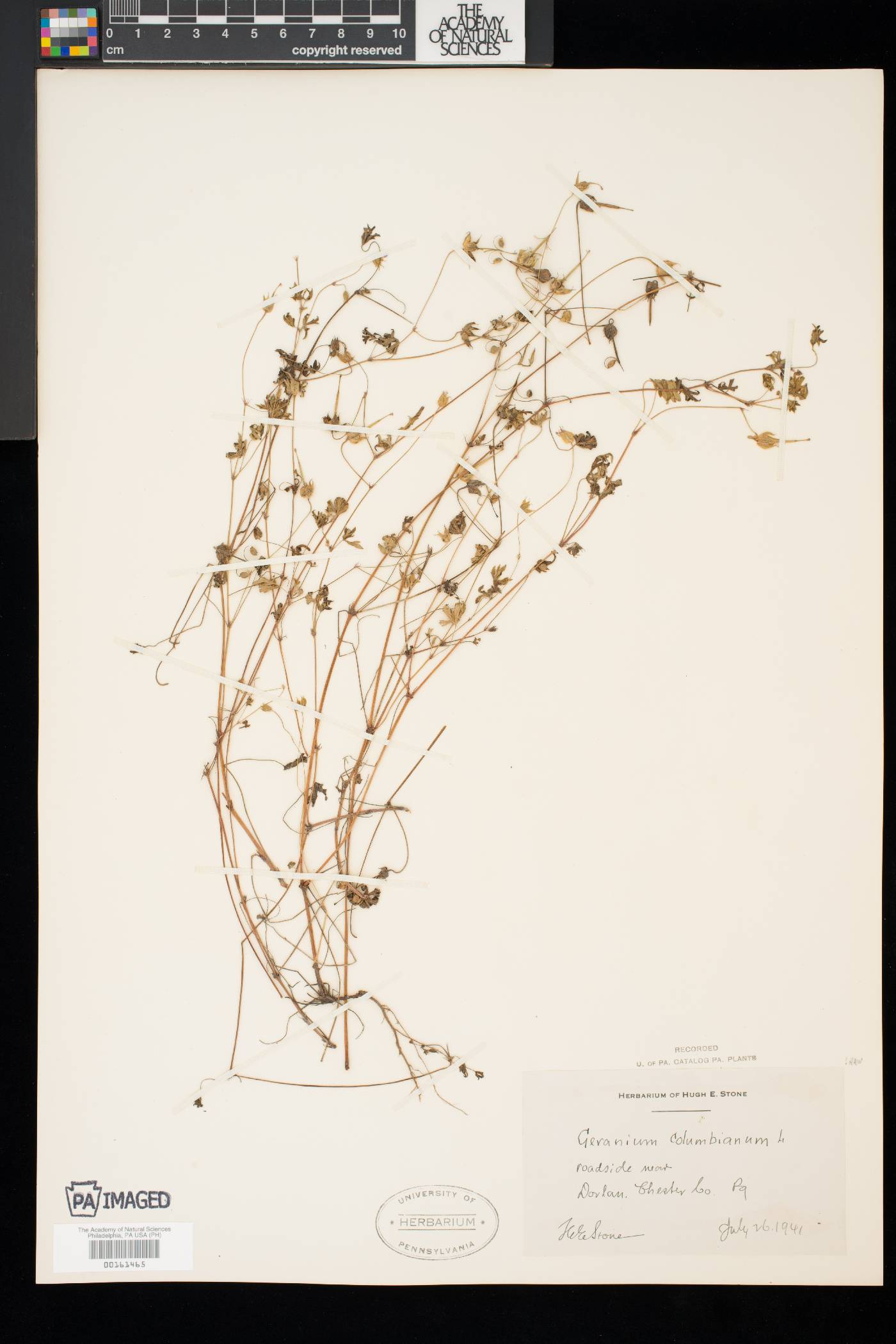 Geranium columbinum image