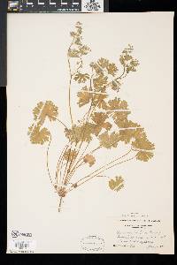 Geranium pusillum image