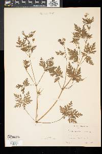 Geranium robertianum image