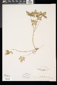 Geranium robertianum image