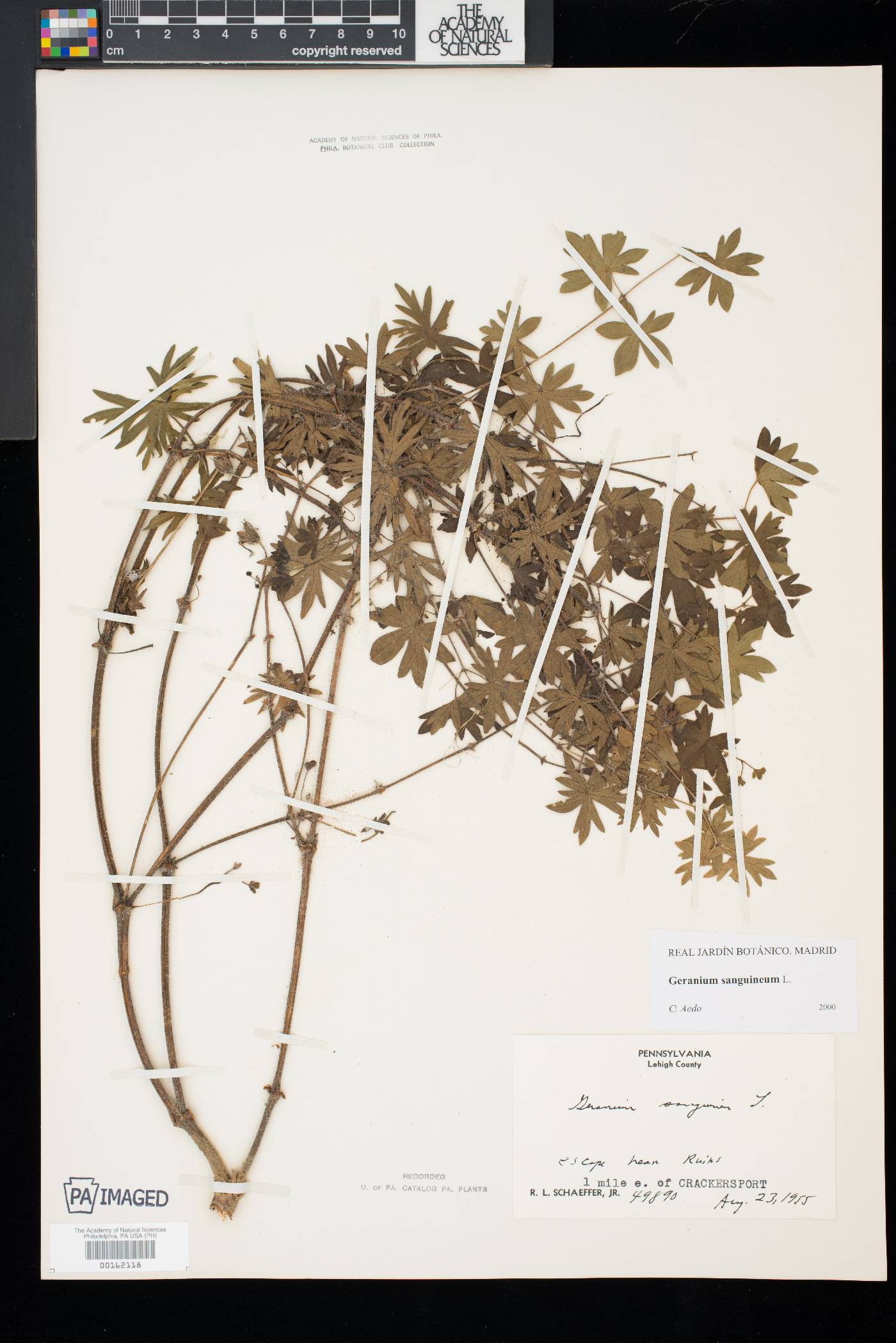 Geranium sanguineum image