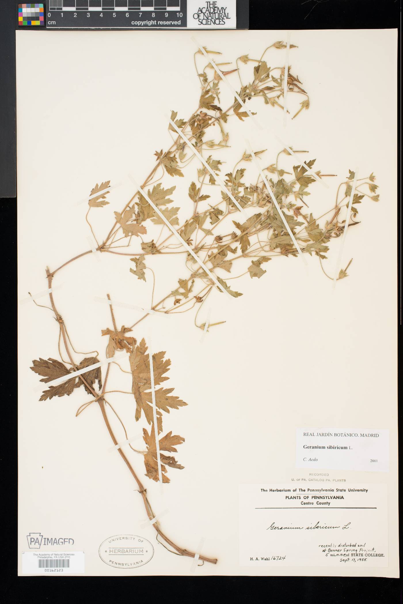 Geranium sibiricum image