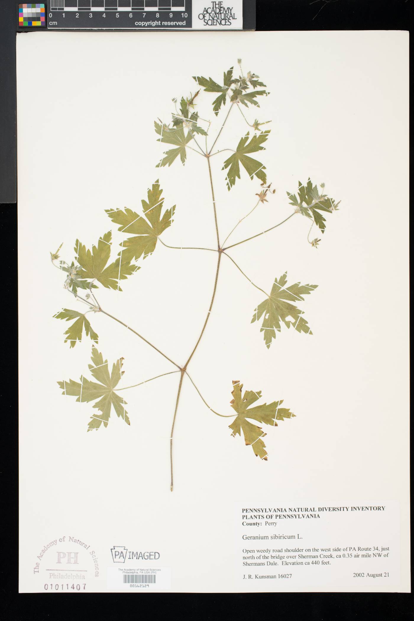 Geranium sibiricum image