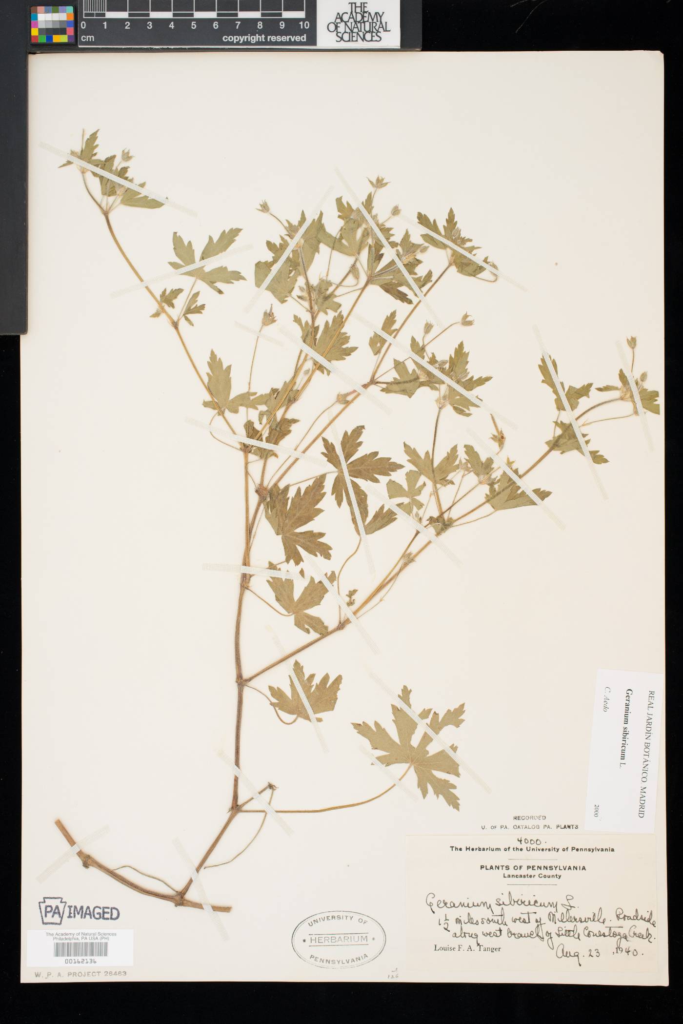 Geranium sibiricum image