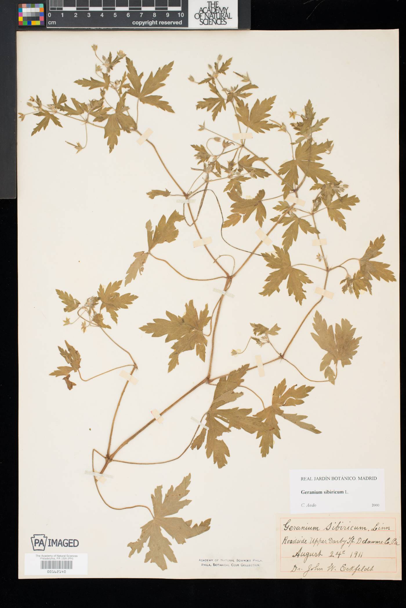 Geranium sibiricum image