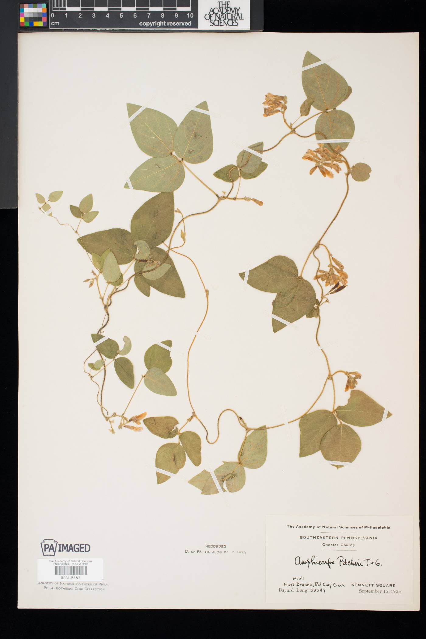 Amphicarpaea bracteata var. comosa image