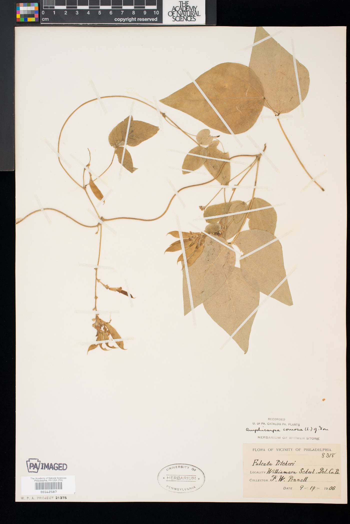 Amphicarpaea bracteata var. comosa image