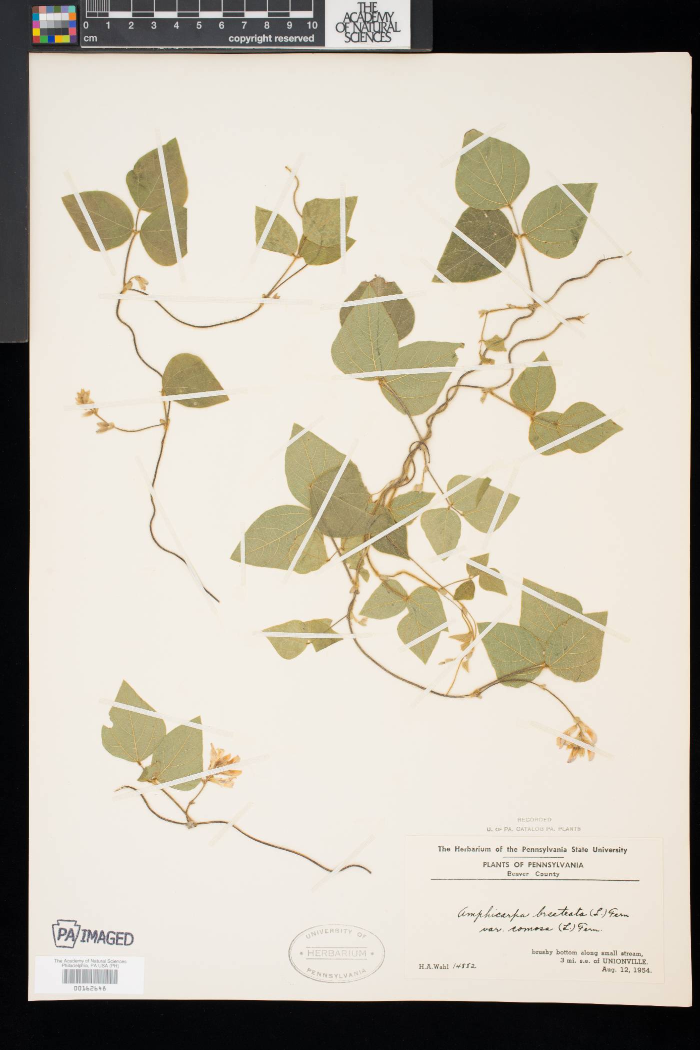 Amphicarpaea bracteata var. comosa image