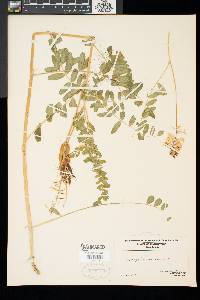 Astragalus canadensis image