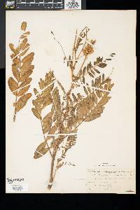 Astragalus canadensis image