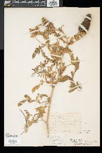 Astragalus canadensis image