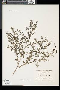 Baptisia tinctoria image