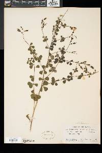 Baptisia tinctoria image