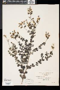 Baptisia tinctoria image