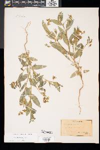 Crotalaria sagittalis image