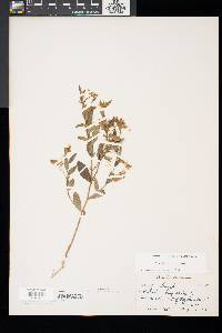 Crotalaria sagittalis image