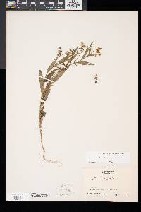 Crotalaria sagittalis image