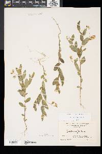 Crotalaria sagittalis image