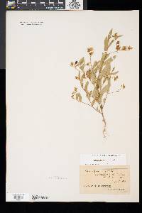 Crotalaria sagittalis image