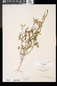 Crotalaria sagittalis image