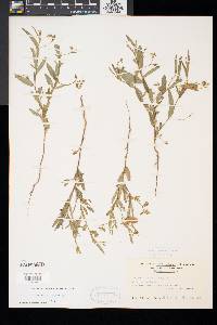 Crotalaria sagittalis image