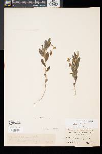 Crotalaria sagittalis image