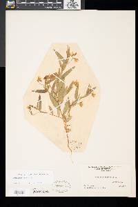 Crotalaria sagittalis image