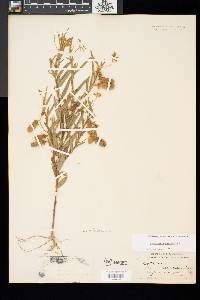 Crotalaria sagittalis image