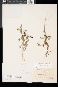 Crotalaria sagittalis image