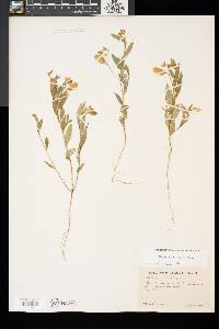 Crotalaria sagittalis image