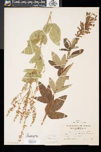 Desmodium canadense image