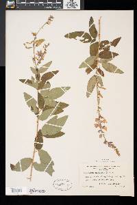 Desmodium canadense image