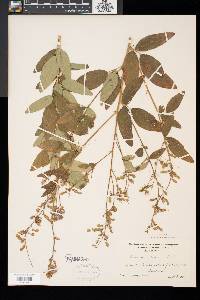 Desmodium canadense image