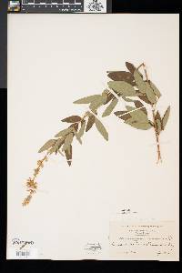 Desmodium canadense image