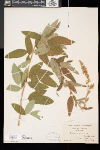 Desmodium canadense image