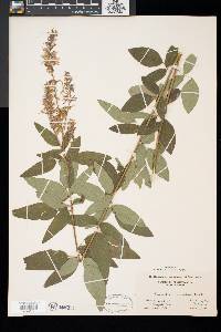 Desmodium canadense image