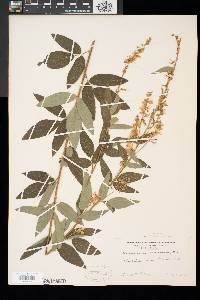 Desmodium canadense image