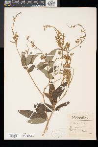 Desmodium canadense image