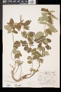 Desmodium canadense image