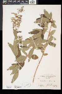 Desmodium canadense image