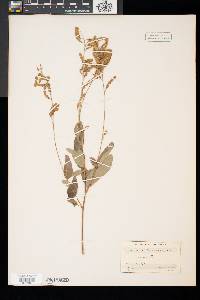 Desmodium canadense image