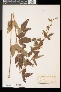 Desmodium canadense image