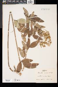 Desmodium canadense image