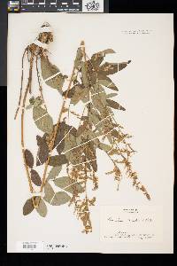 Desmodium canadense image