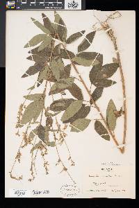 Desmodium canadense image