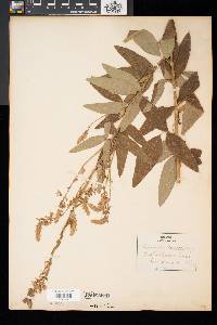 Desmodium canadense image